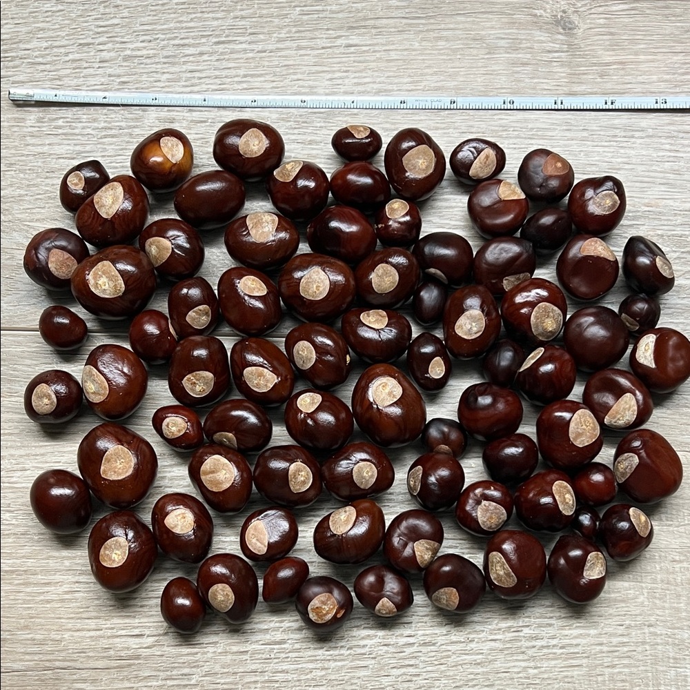 Natural Brown Buckeyes.